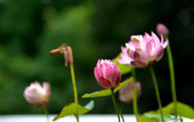 南京開發區投巨資提升環境質量